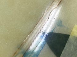 �I�[�o�[�z�[�� ���m�O���� ASB 5